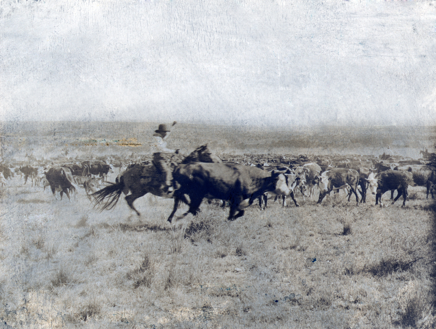 A Texas cowboy on horseback separating a cow from the rest of the herd on the LS range in Texas. photo by Erwin E. Smith, 1907